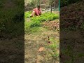 harvesting organic vegetables 🤗🌿 #organicgardening #organicvegetable #villagegarden #shorts #￼
