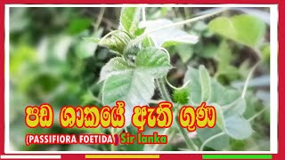 පඩ ශකය ඇත ගණ Pifiora Foetida