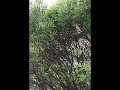 Драконово дерево в Гомеле. #иваломкая