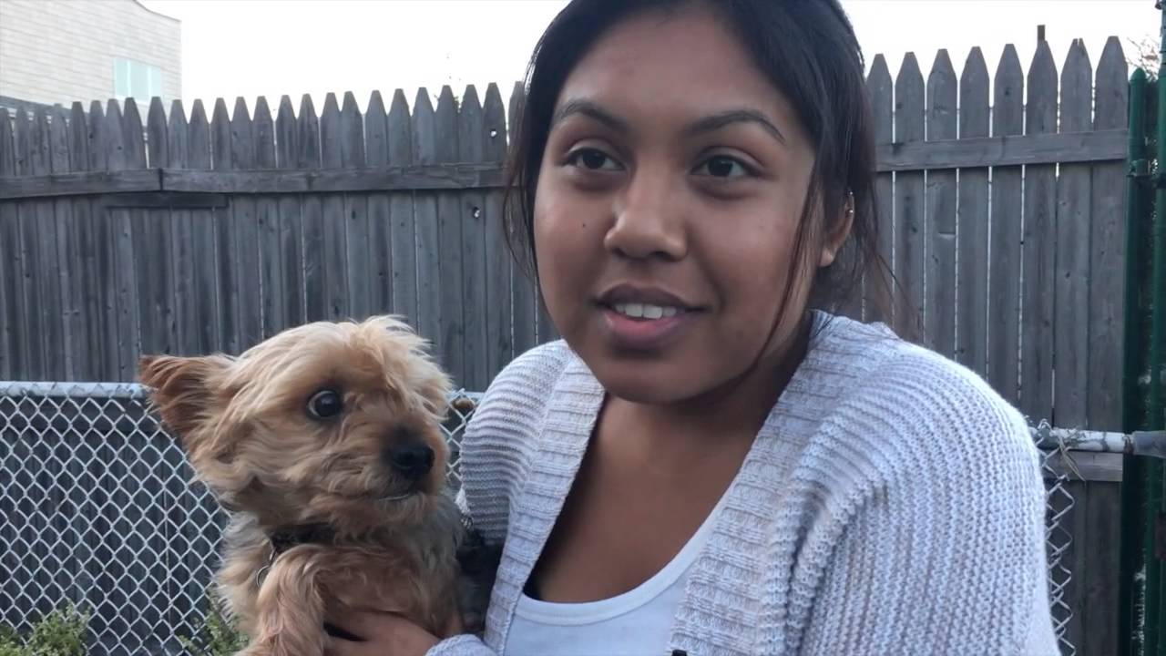 Garcia Business Pet Plastic Surgery YouTube