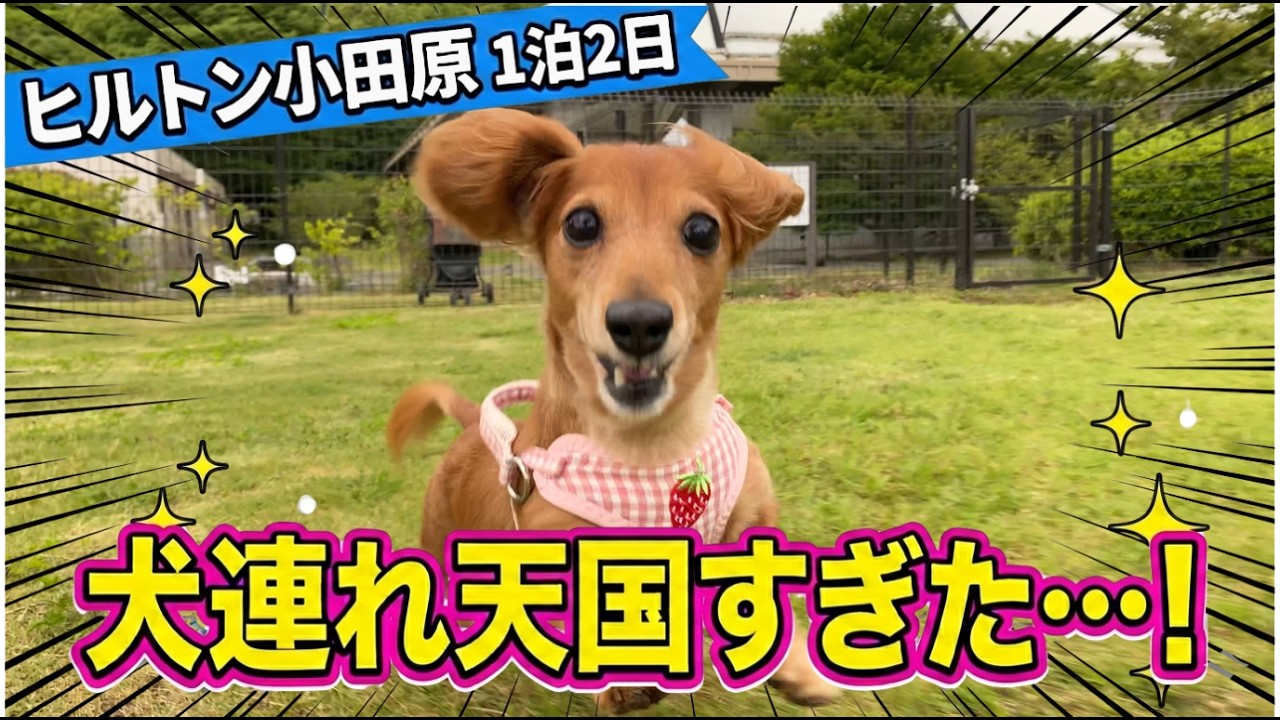 【犬連れ天国】愛犬が狂喜乱舞！ヒルトン小田原がペットとお泊まりに最高すぎた🐶♨️