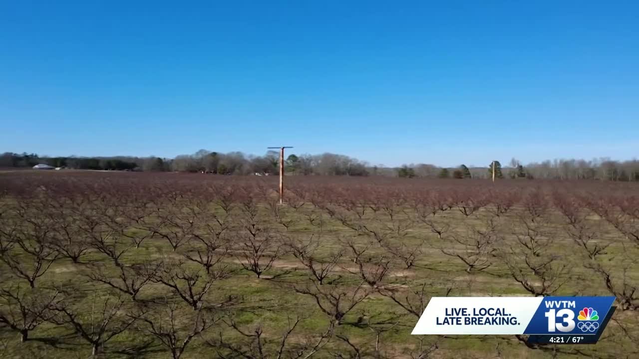 Alabama peach crop at risk? Why Chilton County farmers are worried about ‘false spring’