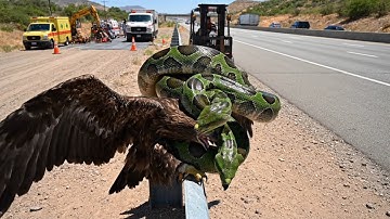 rescue the eagle from the attack of the giant python