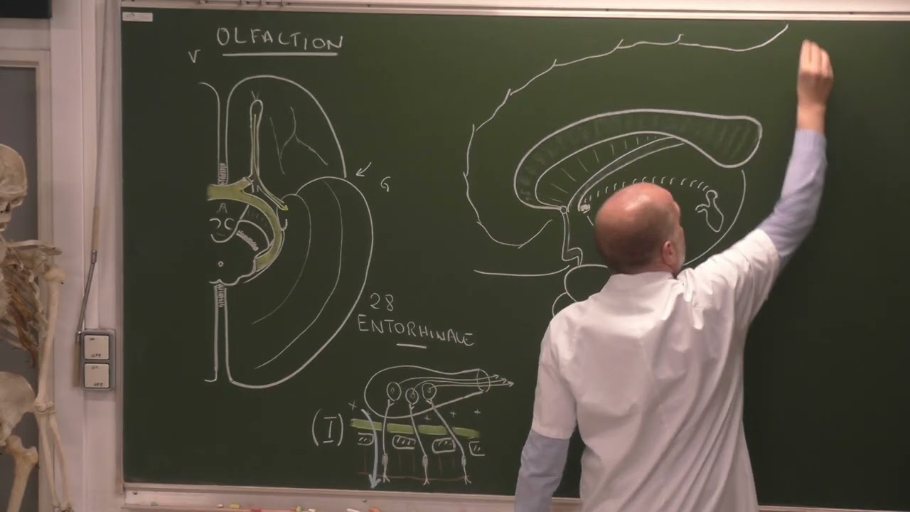 Neuroanatomie 17 : Voies olfactives, rhinencéphale [olfactory pathways-automatically dubbed video]