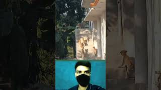 Monkey and Dog #shorts #animalmemes #shortsfeed