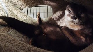 I made a special hammock for Aty [Otter life Day 172] アティ専用ハンモックを作ってみた