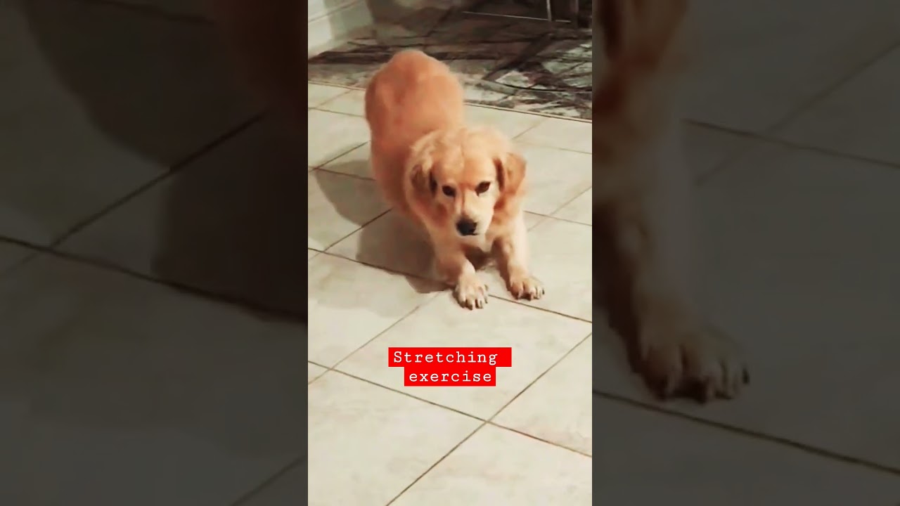 Golden Retriever Corgi Stretching Exercise 