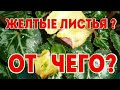 ЦИКЛАМЕН (Cyclamen) Желтые листья у  цикламенов.  Возможные причины пожелтения