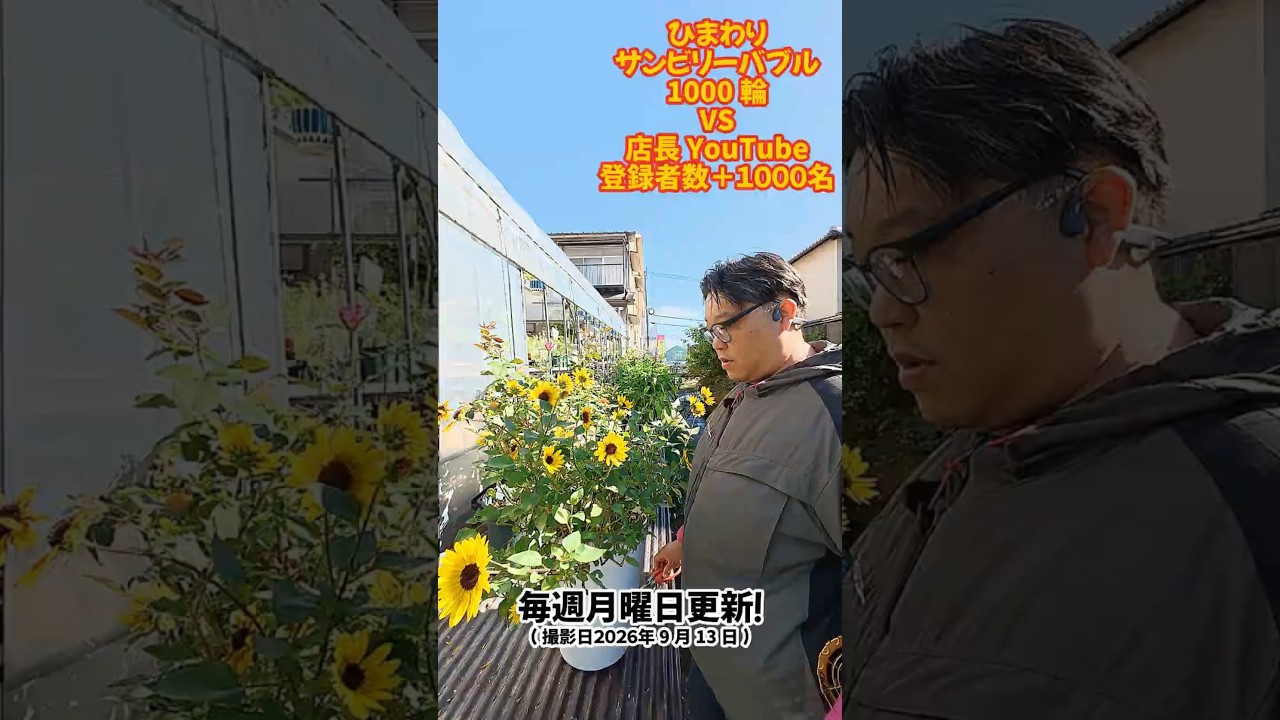Himawari VS Shop Manager! Who Will Reach 1000 First! September 14
