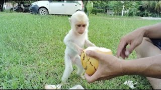 LaLa the blonde baby monkey wants to drink coconut water.