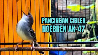 suara burung CIBLEK GACOR NGEBREN Pancingan Ciblek Semi bahan jadikan ciblek kristal gacor Tarung