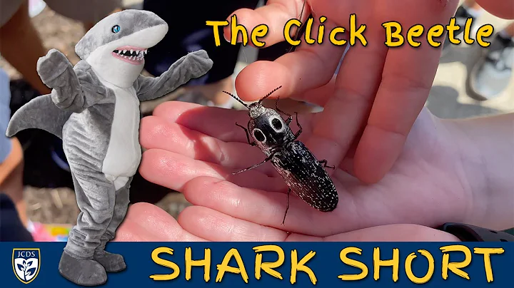 Shark Shorts: The Click Beetle
