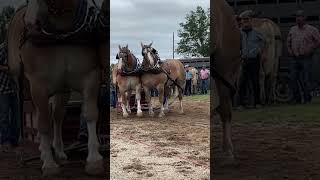 Check these guys out #horse  #drafthorses #pulls #shorts