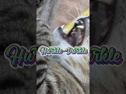 Have You Heard of Hurkle-Durkling? #cat #pets #animals #funny #cute #trending #shorts