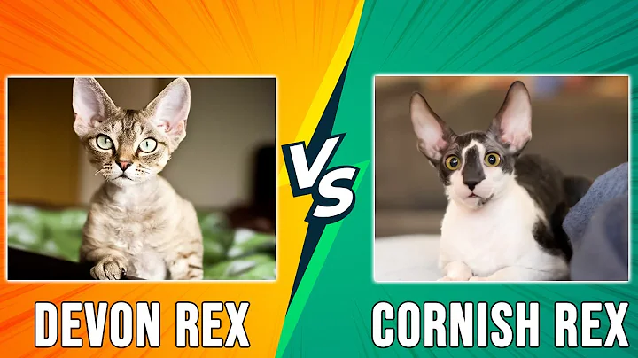 Video 3648611: cornish rex devon, cat breed