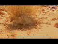 فيديو نادر لـ أشباح الصحراء في ليبيا