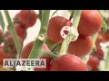 🇶🇦 Qatari farmers trying to find new ways to increase production