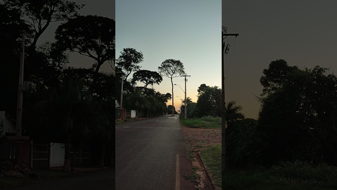 Лапачо или Муравьиное дерево