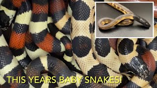 REPTILES:  BREEDING SNAKES 2022
