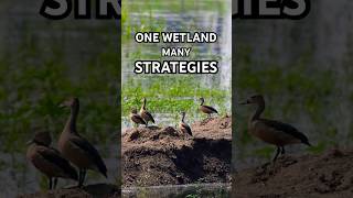 How Wetland Birds Share the Same Habitat | Bird Behaviour Explained