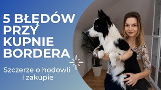 MOJE BŁĘDY PRZY KUPNIE BORDER COLLIE 😬🐕