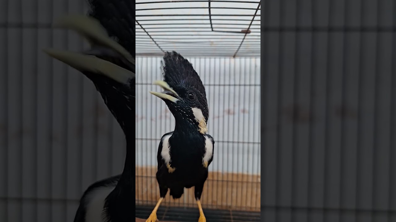 raja perling sula (Basilornis galeatus) 