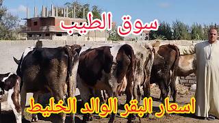 الطيب يحطم اسعار البقر الوالد الخليط والبقر لبن ولحم سعر يبدا من 40 الف جنيه