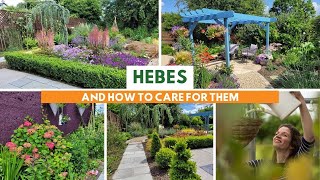 Hebes and How to Care for Them