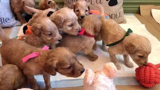 Mini Goldendoodle puppies walking and talking 4 wks | CD and Fred