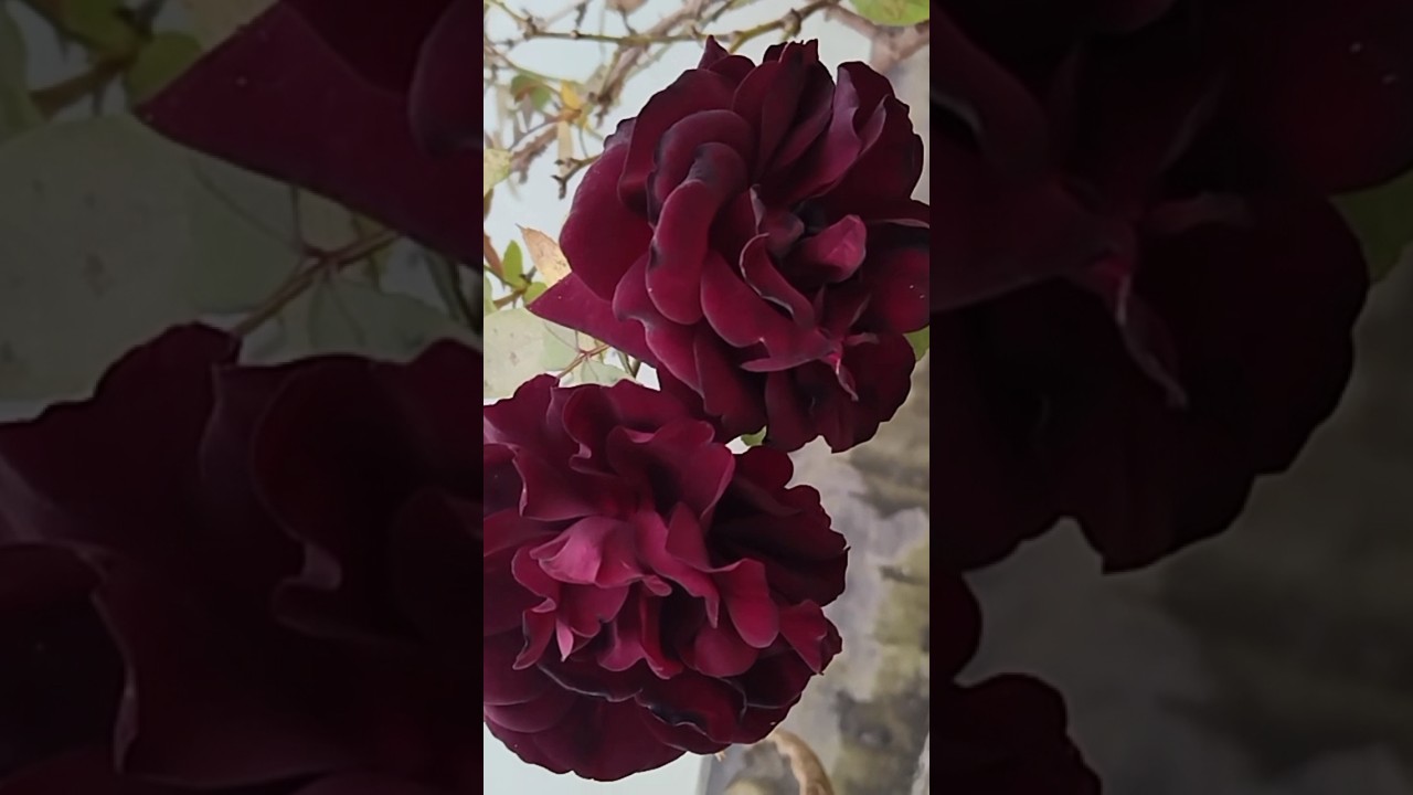 Beautiful winter rose flower ❣️