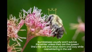Famous Where do Bees go in Winter? Wealth