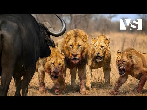 SAVANE AFRICAINE Le Combat Pour La Survie Le Plus Mortel Du Règne Animal Documentaire Animaux 