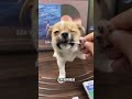You must do the first step when your dog arrives home. Duogou Family will teach you how to test your