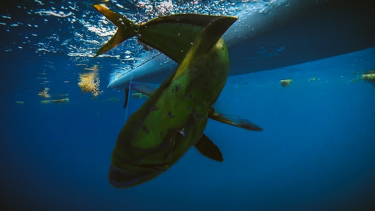 Sugarloaf Key SUP Fishing (mahi) YouTube