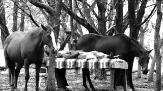 Herd To Heart A Shamanic Journey With Horses