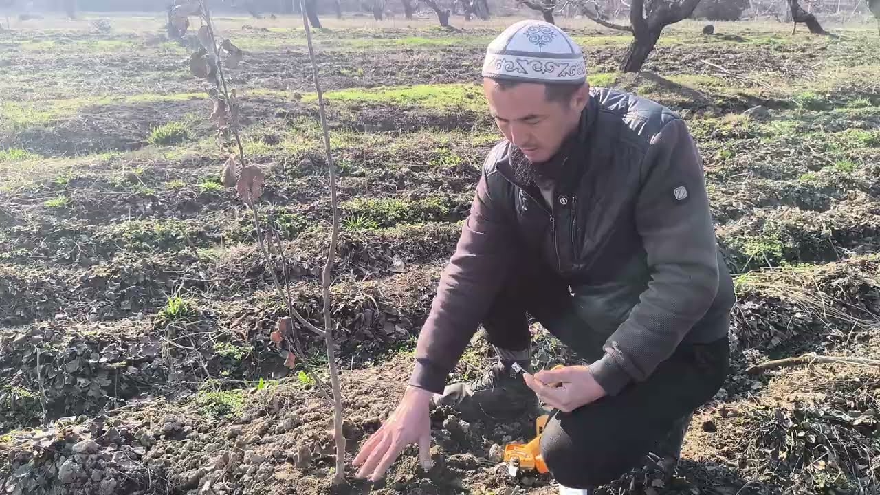 🍎🍎Жарым жапыз бойлуу алмаларды алгачкы жылда кантип кесилуусу 🍎🍎
