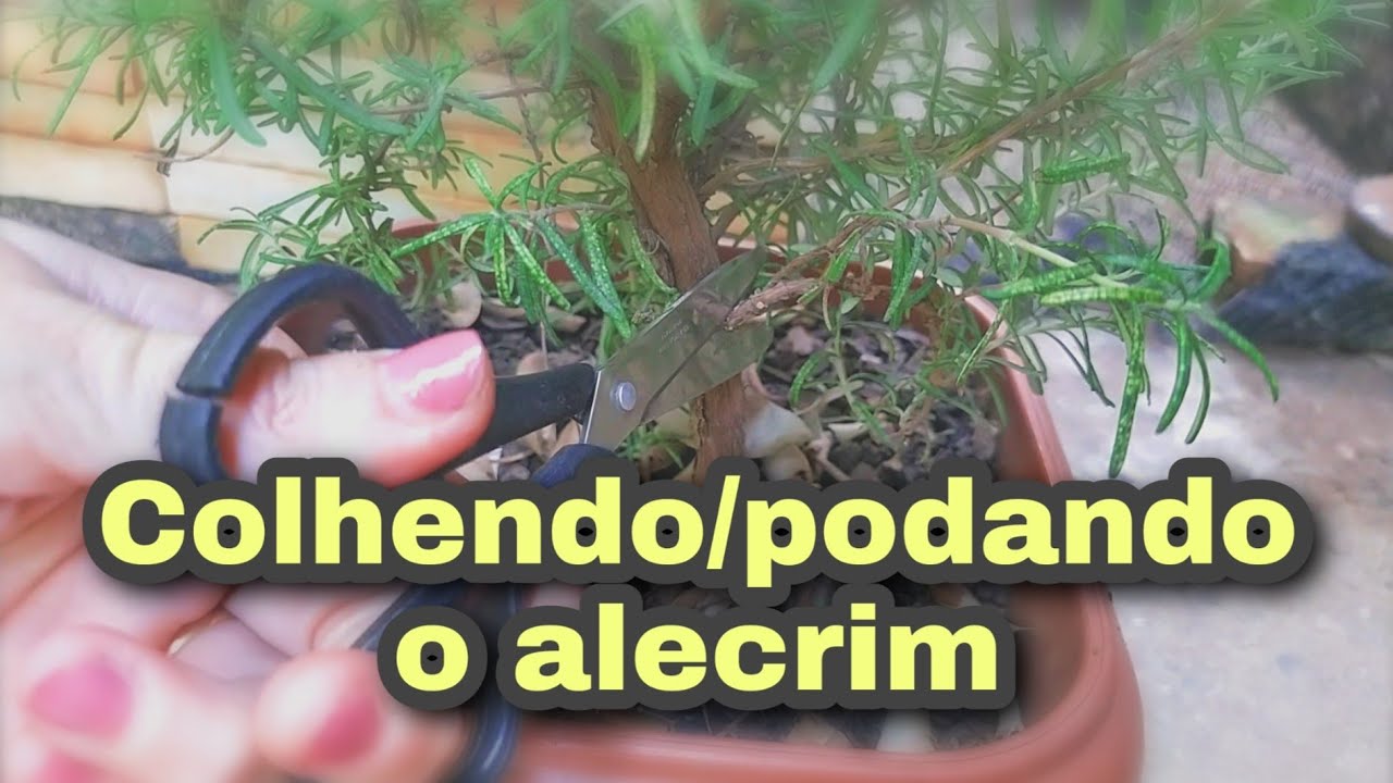 Colhendo/podando o pé de alecrim