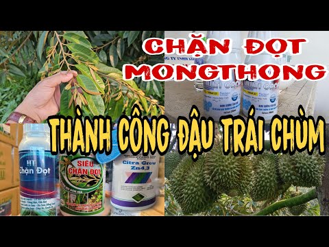 #2023 Sầu Riêng Mongthong Chặn Đọt Thành Công Đậu Trái Chùm, CÁCH CHẶN ĐỌT THÀNH CÔNG SẦU RIÊNG MONGTHONG