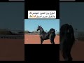 الفرق بين الخيل الهندي والخيل العربي خيل الحصان ترند السعودية Shorts الفرق بين الخيل الهندي والخيل العربي خيل الحصان ترند السعودية Shorts