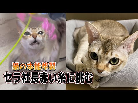 【シンガプーラ】セラ社長、赤い紐に夢中！飼い主の操る赤い紐で一生懸命遊ぶ姿をお届けします。ぜひご覧ください！