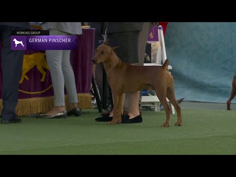 German Pinschers | Breed Judging 2023