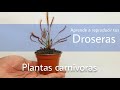 ¿Cómo recolectar semillas de Drosera? - Plantas carnívoras