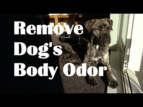 वीडियो: कुत्तों से शरीर की गंध कैसे दूर करें
