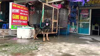 Chó Becgie Working Cái 8 Tháng Tuổi