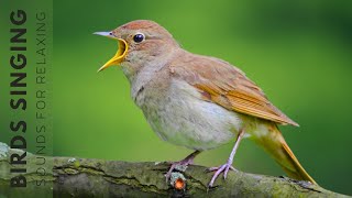 Bird Sounds - Relaxing Nature Sounds for Studying, Bird Singing for a Good Night's Sleep