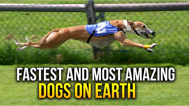 Top 10 'The Fastest and Most Amazing Dogs!