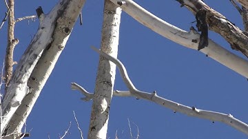 Giant Bigfoot TeePee Structure, p1