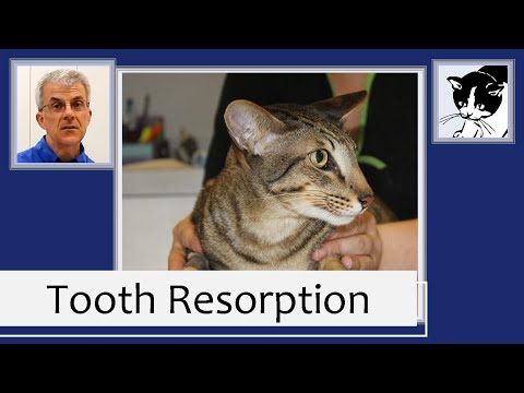 Video: Ano Ang Tooth Resorption Sa Mga Pusa?