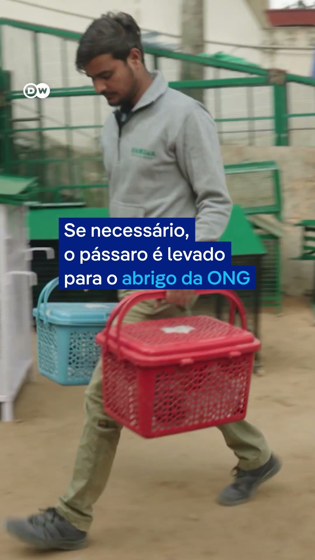 Temporada de pipas afeta população de pássaros na Índia #shorts