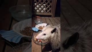 Opossum Eats Rotisserie Chicken #cute #wholesome #wildlife #ASMR #eating #short #foryou